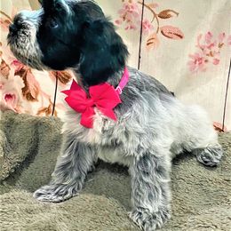 Girl 1 - Parti Miniature Schnauzer puppy in Flint, Texas from Schnazzy Schnauzers