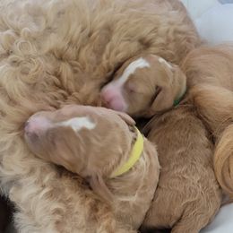French Bulldog and Goldendoodle Puppies from Good Vibes Puppies