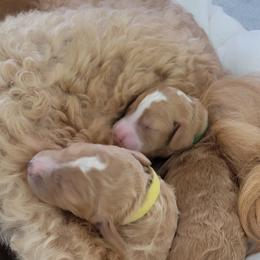 French Bulldog and Goldendoodle Puppies from Good Vibes Puppies