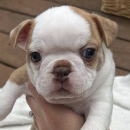 Boston Terriers from Peach Bottom Boston Terriers
