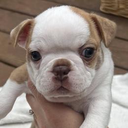 Boston Terriers from Peach Bottom Boston Terriers