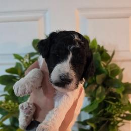 Patriot - Parti male Poodle puppy in Plainfield, New Jersey from Caris Paws Poodles and Labradoodles
