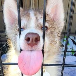Native American Indian Dog Puppies from Corn Moon Kennels: a member of the Native American Indian Dog Preservation Project