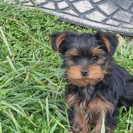 Sammy - Black and gold male Yorkshire Terrier puppy in Grafton, West Virginia from Gemstone Kennel