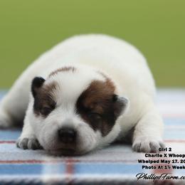 Charlie Girl 2 - Red speckled female Australian Cattle Dog puppy in Point, Texas from Lakylu Kennels