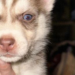 Siberian Husky Puppies from Feazell’s Siberian Huskies
