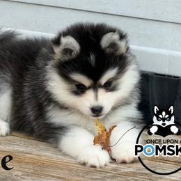 Brie - Black and white female Pomsky puppy in Eastman, Georgia from Once Upon A Pomsky