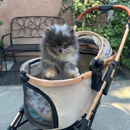 True - Blue merle male Pomeranian puppy in Stockton, California from lunas_poms