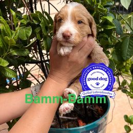 Bamm-Bamm - Caramel cream male Australian Labradoodle puppy in San Juan, Texas from QuiSal Labradoodles