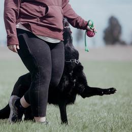 German Shepherds from Kriegerseele