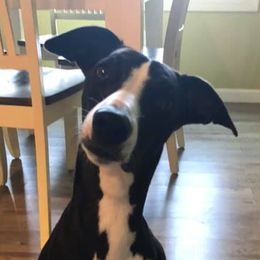 Petra - Whippet