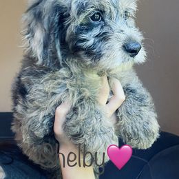 Aussiedoodle Puppies from Shawna Rosario