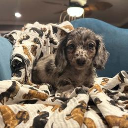 Grayson - Black and tan male Dachshund puppy in Hudson, Michigan from Mittentail Kennel Miniature Dachshunds & Australian Shepherds