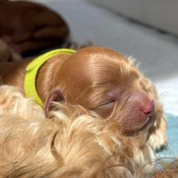 1st Pick (Sprout) - Red male Cavapoo puppy in Marquand, Missouri from Perfectly Playful Doodles