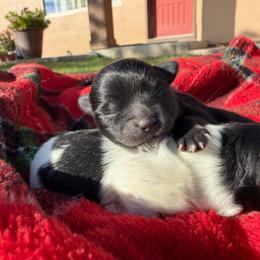 Cujo - Black parti male Pomeranian puppy in Grand Junction, Colorado from Royal Paws Of Colorado