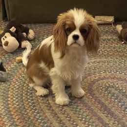 Cavalier King Charles Spaniel Puppies from Kilmaren Cavaliers
