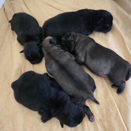 Black boy 3 - Black male Pug puppy in Gaffney, South Carolina from Sunset Farms