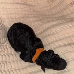 Orange collar - Black male Goldendoodle puppy in Cape Coral, Florida from Magnolia Doodles co.