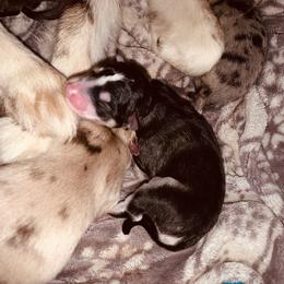 Jade - Chocolate Pomsky puppy in Mineola, Texas from East Texas Pomskies