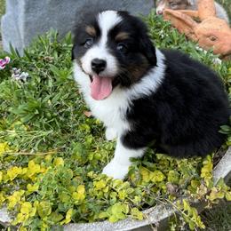 Aussiedoodle and Miniature American Shepherd Puppies from Lori Davis