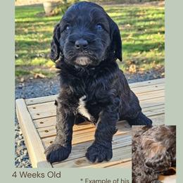 Dark Sable Abstract Boy - Sable male Cockapoo puppy in Stayton, Oregon from MoSa Ranch Cockapoos