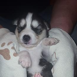 Arya - Black and white female Siberian Husky puppy in Swansea, Illinois from Husky B's