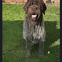 Goldendoodle and Wirehaired Pointing Griffon All Grown Up from Ole Poor Farm