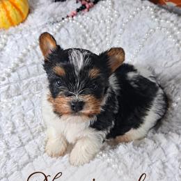 Boy 1 - Parti male Yorkshire Terrier puppy in Delano, Tennessee from Nemec's Yorkies