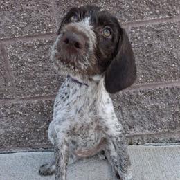 Girl 1 - female German Wirehaired Pointer puppy in Potosi, Wisconsin from Point and Flush Gun Dogs