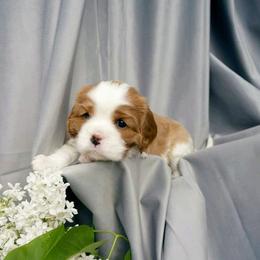 Cavalier King Charles Spaniel Puppies from London Fog Cavaliers
