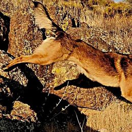 Australian Shepherds and Belgian Malinois from Desert Wind Kennels