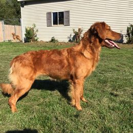 Estelle - Golden Retriever