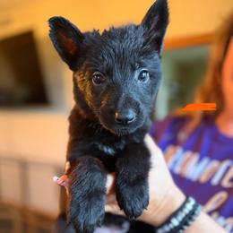 Teton (Orange) - Black male German Shepherd puppy in New Holstein, Wisconsin from Bolwerk’s 3B Acres