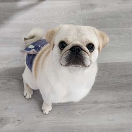Megatron - Pug