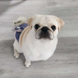 Megatron - Pug