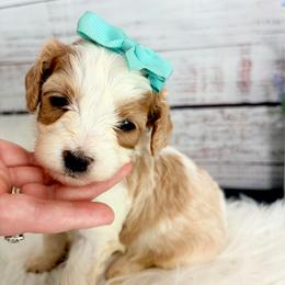 Girl 3 - Apricot female Cavapoo puppy in Nixa, Missouri from Davis Family Doodles