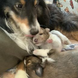 Shetland Sheepdog Puppies from Kochar Shelties