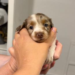 Monica - Dapple female Dachshund puppy in Sterling, Colorado from Country Chics Doxies