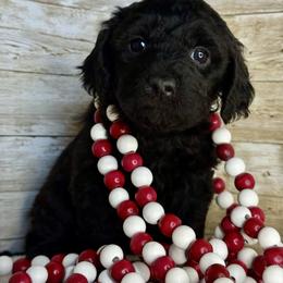Callie - Black female Goldendoodle puppy in Litchfield, Connecticut from Gracie Doodles CT