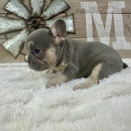 French Bulldog Puppies from Jasmine McMurtry
