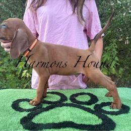 Tucker - Red male Redbone Coonhound puppy in Mount Pleasant, Texas from Harmons Hounds