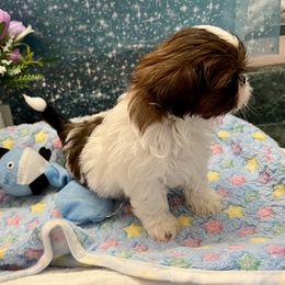 Rudy - Red and white Shih Tzu puppy in Brevard, North Carolina from House of Little Lions