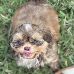 Milo - Liver male Shih Tzu puppy in Valley Mills, Texas from Busch Pups