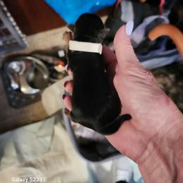 Rainie - Black and tan female Yorkshire Terrier puppy in Tacoma, Washington from Anks Toys Yorkshire terriers