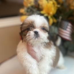 Bimbo - Liver and white male Shih Tzu puppy in Troy, Michigan from "Shihtzu Best Friend"