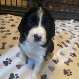 Girl 5 - Black and white female English Springer Spaniel puppy in Knoxville, Maryland from Shay-Dee Springers