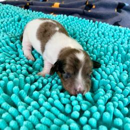 Jolene - Black and cream female Dachshund puppy in Wolf Lake, Indiana from Canisteo Dachshunds