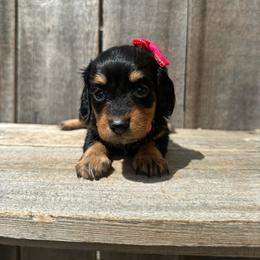 Misty - Black and tan female Dachshund puppy in South Willard, Utah from Doxies in the Sun