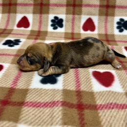 Boy 2 - Dapple male Dachshund puppy in Laveen, Arizona from Acosta Kennels