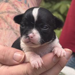 Girl 5 - Black and white female Chihuahua puppy in East Camden, Arkansas from RoyAl